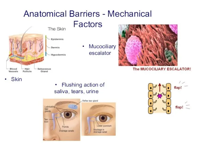 Anatomical Barriers - Mechanical Factors Skin Mucociliary escalator Flushing action of saliva, tears, urine