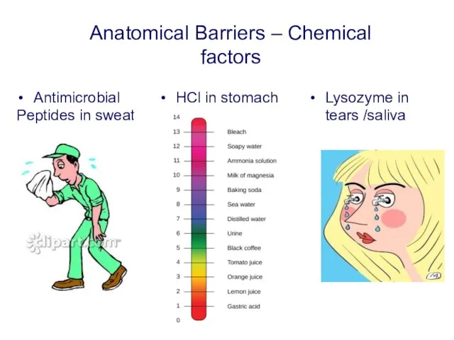 Anatomical Barriers – Chemical factors Antimicrobial Peptides in sweat HCl in stomach Lysozyme in tears /saliva