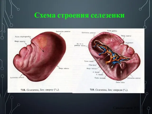 Синельников Р.Д., 1973 Схема строения селезенки