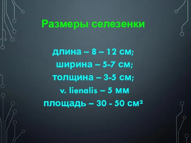 Размеры селезенки длина – 8 – 12 см; ширина – 5-7