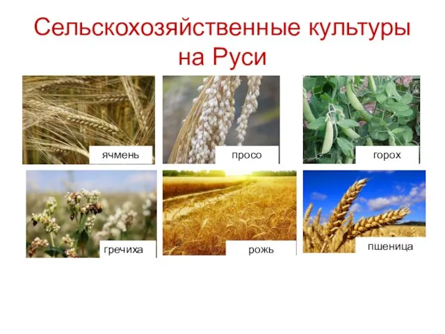 Сельскохозяйственные культуры на Руси ячмень просо горох гречиха рожь пшеница