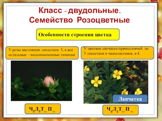 Особенности строения цветка Класс - двудольные. Семейство Розоцветные Ч5Л5Т∞ П ∞