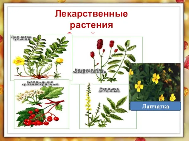 Лекарственные растения Семейство Розоцветные Лапчатка