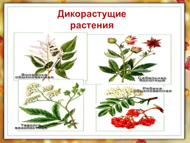 Дикорастущие растения Семейство Розоцветные