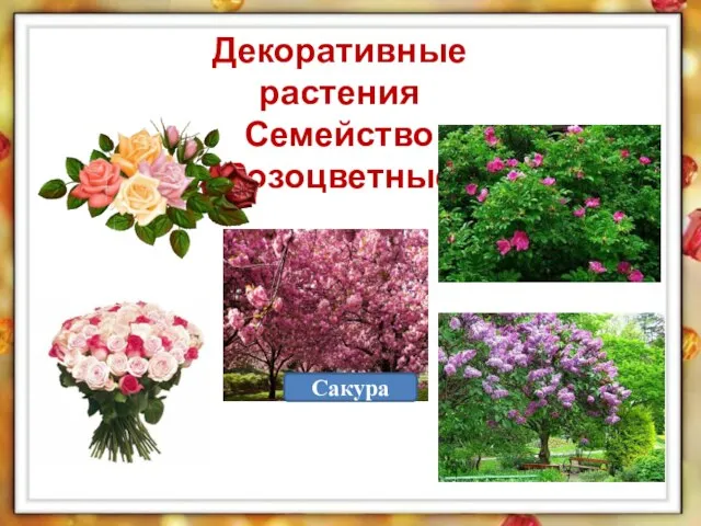 Декоративные растения Семейство Розоцветные Сакура