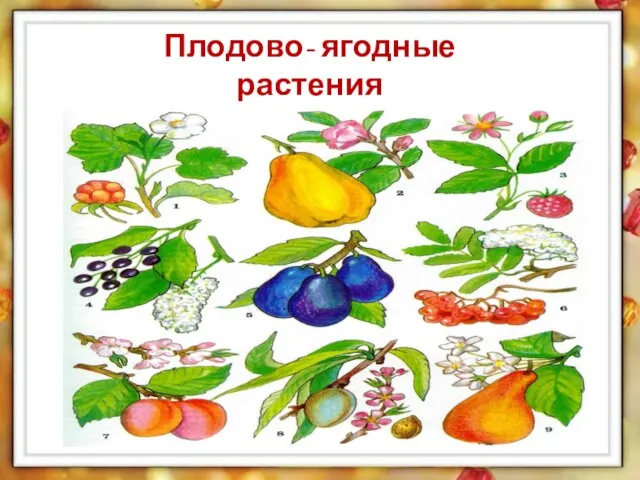 Плодово- ягодные растения Семейство Розоцветные
