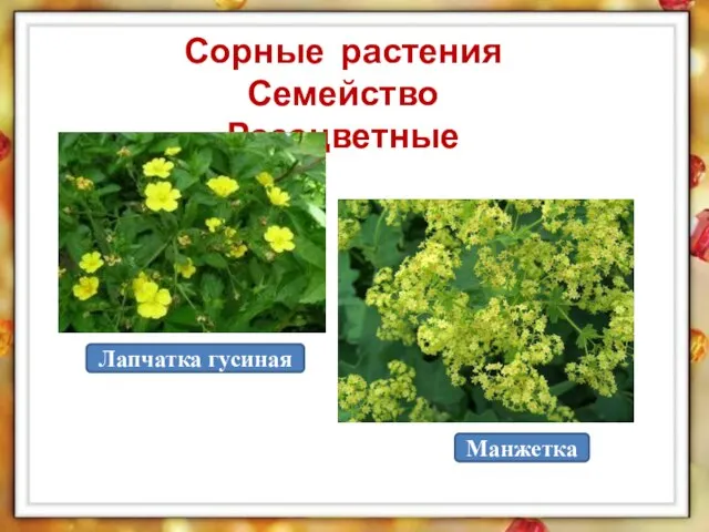 Сорные растения Семейство Розоцветные Лапчатка гусиная Манжетка