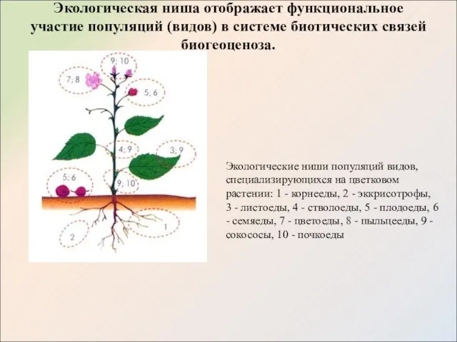 Экологическая ниша отображает функциональное участие популяций (видов) в системе биотических связей