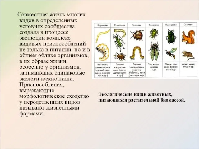 Совместная жизнь многих видов в определенных условиях сообщества создала в процессе