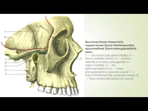 Височная (fossa temporalis), подвисочная (fossa infratemporalis), крылонебная (fossa pterygopalatina) ямки. 1