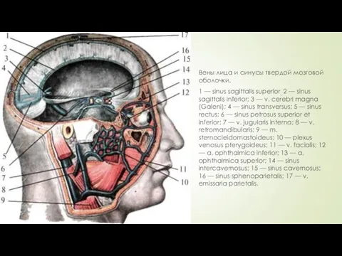 Вены лица и синусы твердой мозговой оболочки. 1 — sinus sagittalis