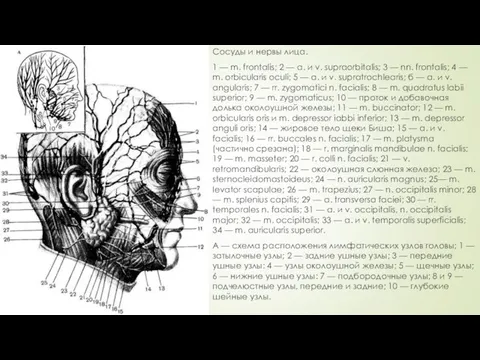 Сосуды и нервы лица. 1 — m. frontalis; 2 — а.
