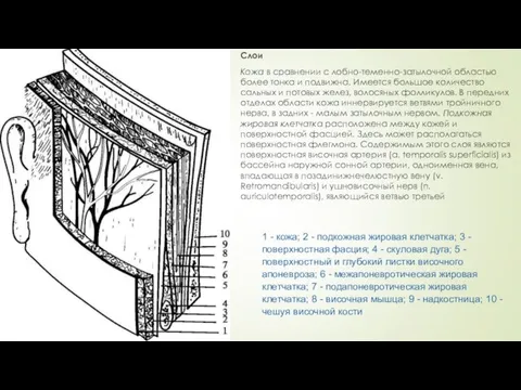 Слои Кожа в сравнении с лобно-теменно-затылочной областью более тонка и подвижна.