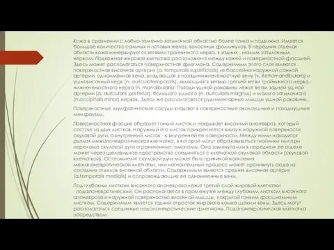 Кожа в сравнении с лобно-теменно-затылочной областью более тонка и подвижна. Имеется