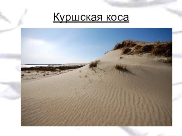 Куршская коса