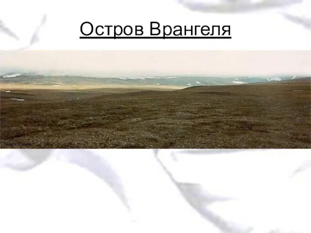 Остров Врангеля