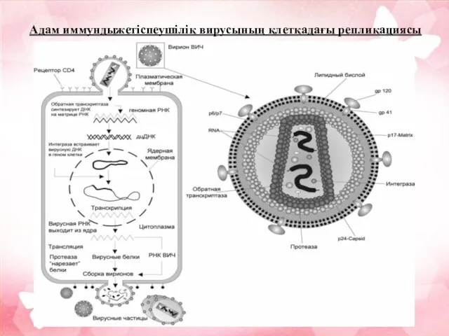 Адам иммундыжетіспеушілік вирусының клеткадағы репликациясы