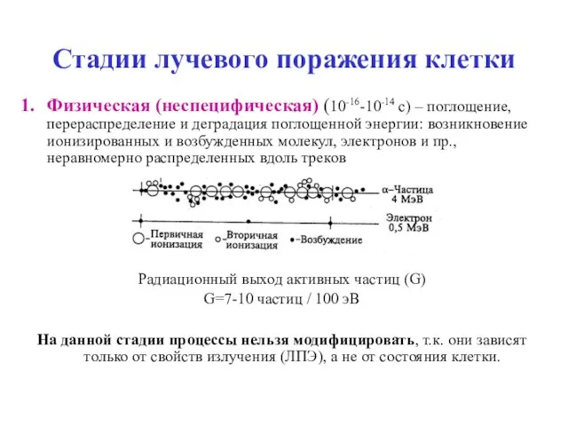 Стадии лучевого поражения клетки Физическая (неспецифическая) (10-16-10-14 с) – поглощение, перераспределение