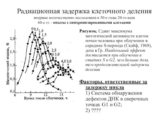 Радиационная задержка клеточного деления впервые количественно исследована в 50-е годы 20-го