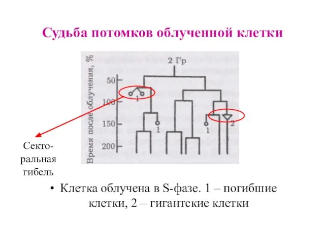 Судьба потомков облученной клетки Клетка облучена в S-фазе. 1 – погибшие