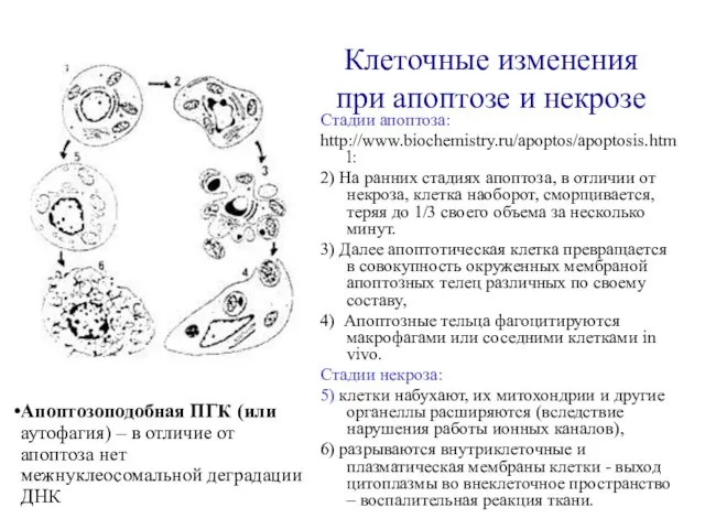 Клеточные изменения при апоптозе и некрозе Стадии апоптоза: http://www.biochemistry.ru/apoptos/apoptosis.html: 2) На