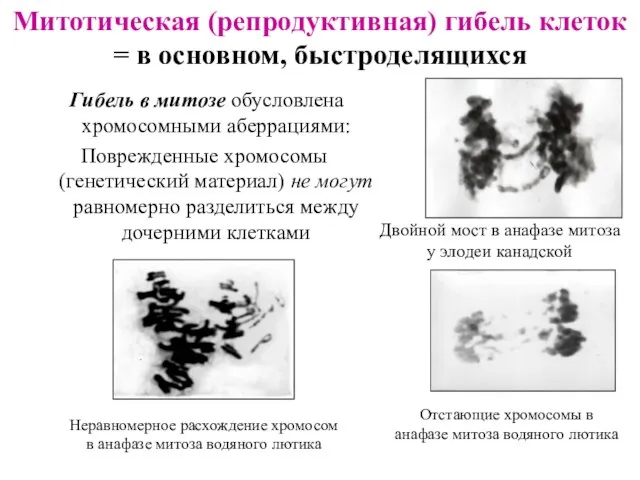 Митотическая (репродуктивная) гибель клеток = в основном, быстроделящихся Гибель в митозе