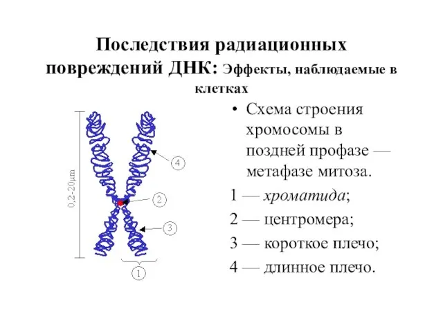 Последствия радиационных повреждений ДНК: Эффекты, наблюдаемые в клетках Схема строения хромосомы