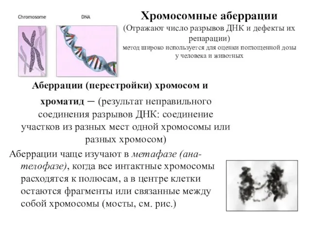 Хромосомные аберрации (Отражают число разрывов ДНК и дефекты их репарации) метод