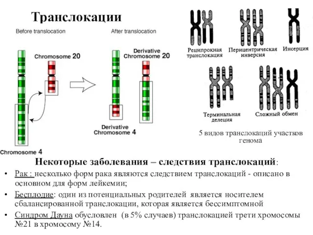 Транслокации Некоторые заболевания – следствия транслокаций: Рак : несколько форм рака