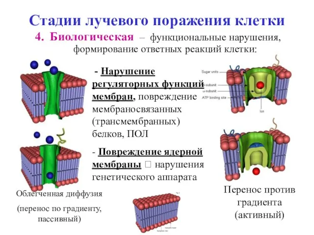 Стадии лучевого поражения клетки Биологическая – функциональные нарушения, формирование ответных реакций