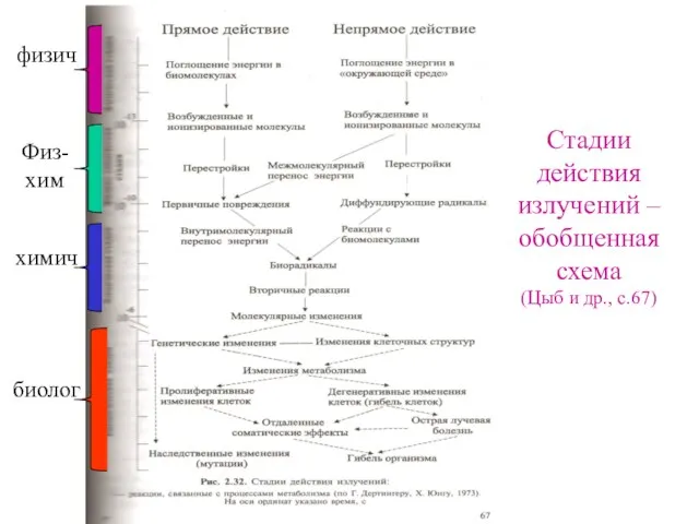 Стадии действия излучений – обобщенная схема (Цыб и др., с.67) физич Физ-хим химич биолог