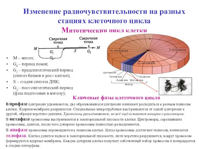 Изменение радиочувствительности на разных стациях клеточного цикла Митотичеcкии цикл клетки М