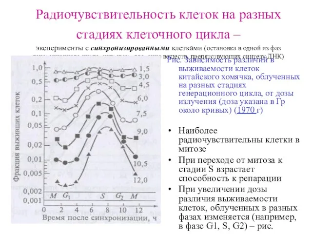 Радиочувствительность клеток на разных стадиях клеточного цикла – эксперименты с синхронизированными