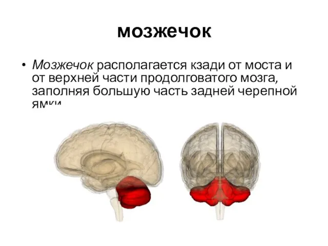 мозжечок Мозжечок располагается кзади от моста и от верхней части продолговатого