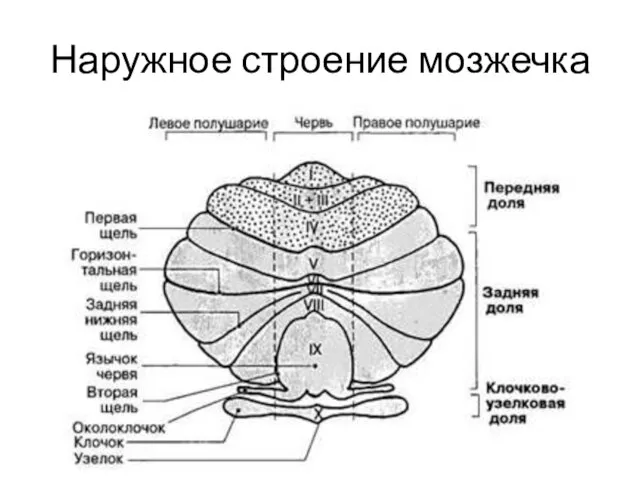 Наружное строение мозжечка