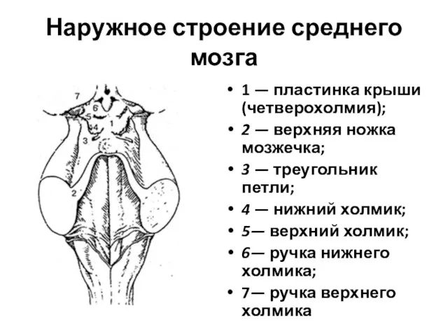 Наружное строение среднего мозга 1 — пластинка крыши (четверохолмия); 2 —