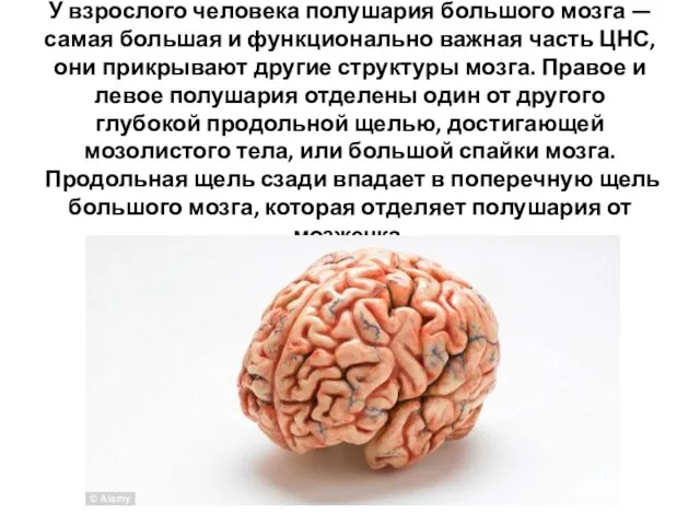 У взрослого человека полушария большого мозга — самая большая и функционально