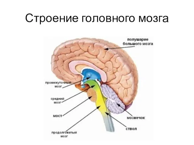 Строение головного мозга