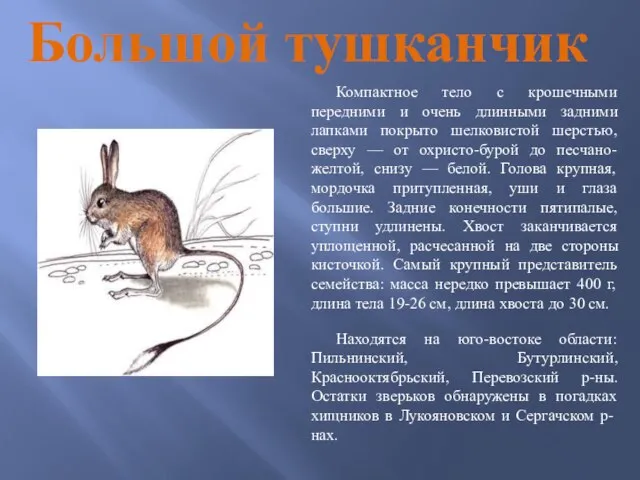 Большой тушканчик Компактное тело с крошечными передними и очень длинными задними