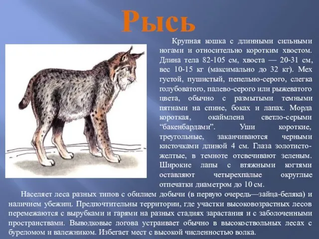 Рысь Крупная кошка с длинными сильными ногами и относительно коротким хвостом.