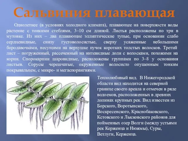 Сальвиния плавающая Однолетнее (в условиях холодного климата), плавающее на поверхности воды