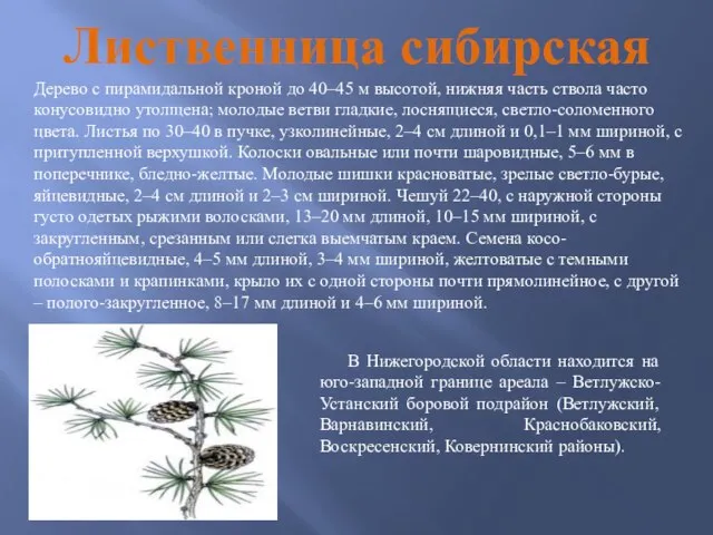 Лиственница сибирская Дерево с пирамидальной кроной до 40–45 м высотой, нижняя