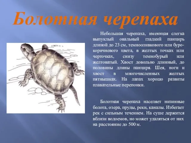 Болотная черепаха Небольшая черепаха, имеющая слегка выпуклый овальный гладкий панцирь длиной