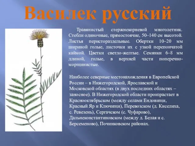 Василек русский Травянистый стержнекорневой многолетник. Стебли одиночные, прямостоячие, 50–140 см высотой.