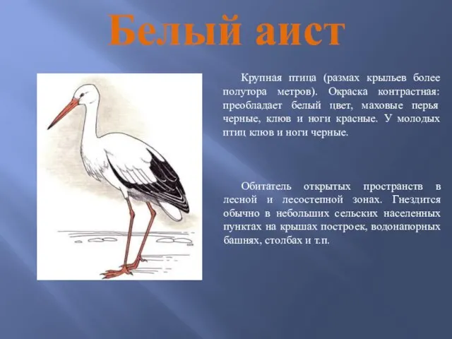 Белый аист Крупная птица (размах крыльев более полутора метров). Окраска контрастная: