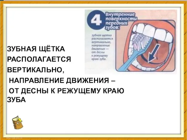 ЗУБНАЯ ЩЁТКА РАСПОЛАГАЕТСЯ ВЕРТИКАЛЬНО, НАПРАВЛЕНИЕ ДВИЖЕНИЯ – ОТ ДЕСНЫ К РЕЖУЩЕМУ КРАЮ ЗУБА