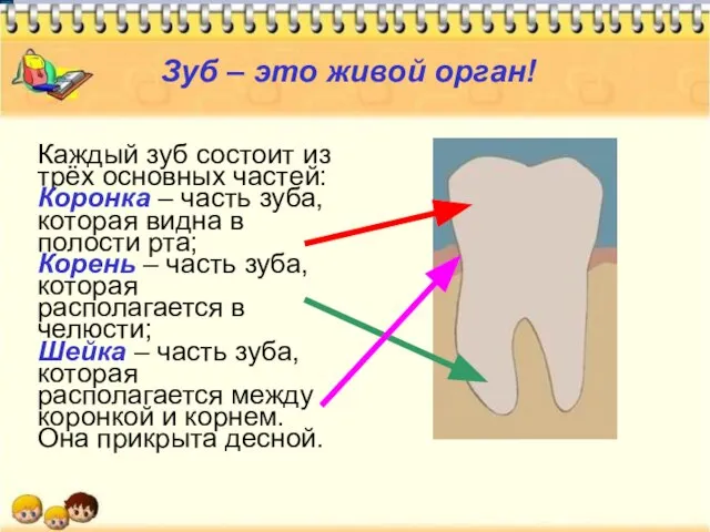 Зуб – это живой орган! Каждый зуб состоит из трёх основных