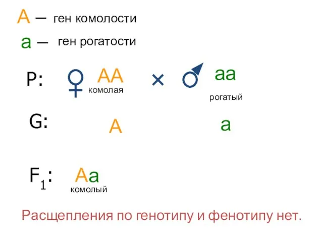 Р: АА аа комолая рогатый А – ген комолости а –