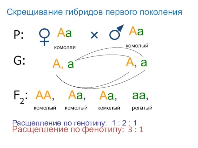 Р: Аа Аа комолая комолый G: А, а А, а F2: