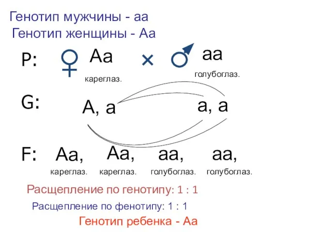 Р: Аа аа кареглаз. голубоглаз. G: А, а а, а F: